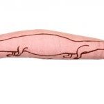 Doll - Krokodil